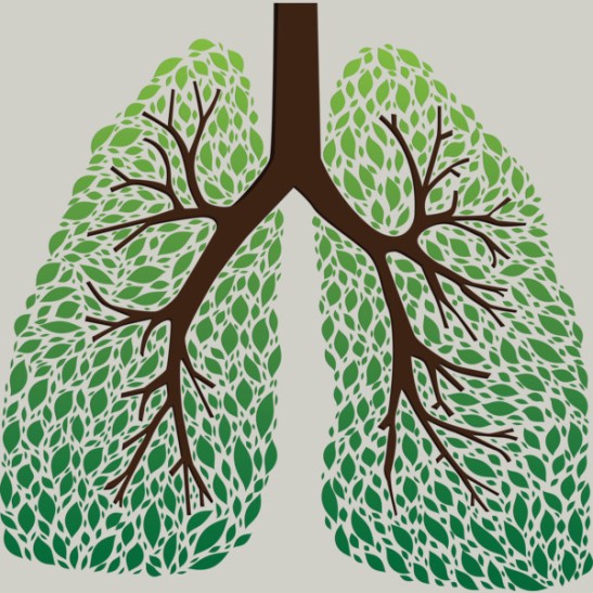 alberi polmone.jpg